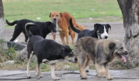 Una mujer fue atacada por una jauría de perros en La Merced