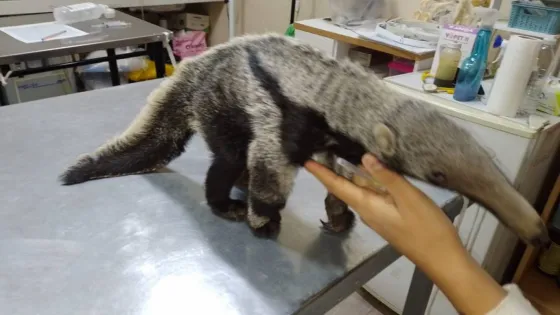 Rosario de la Frontera: Rescataron a una cría de oso hormiguero