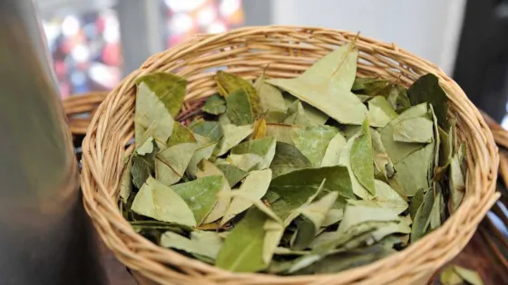 Volvió a subir la hoja de coca en Salta