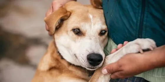 En el "Día del Amigo", unos 70 perros esperan ser tu acompañantes