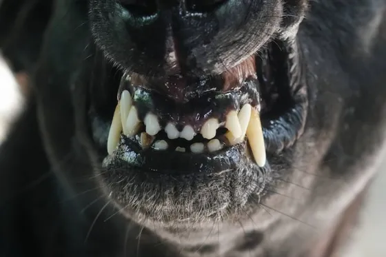 Dos perros atacaron a un joven salteño y lo dejaron hospitalizado