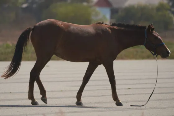 Cerraron el aeropuerto de Orán porque había caballos en la pista
