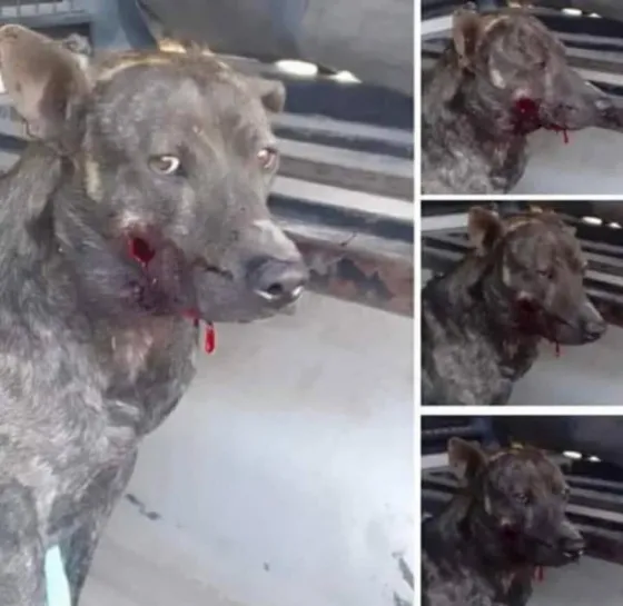 Detuvieron al hombre que le disparó a un perro en barrio Docente