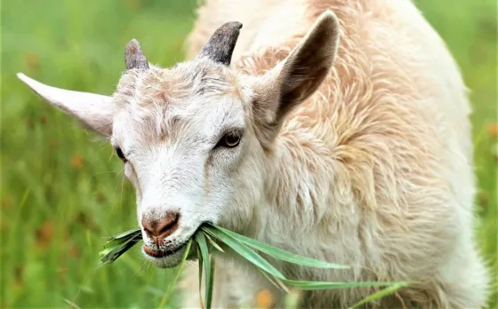 Ladrón quiso robar una cabra y le terminó clavando una trinchera en el ojo a su dueño