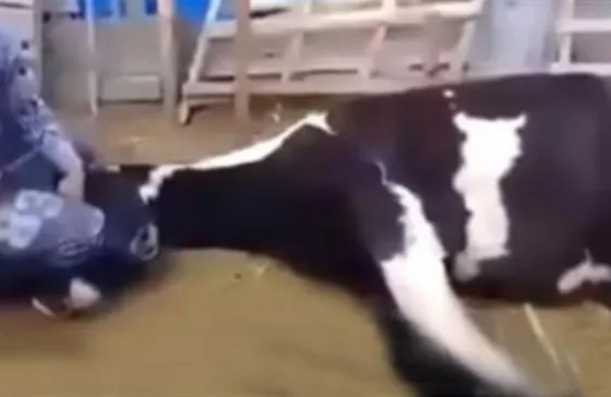 Filman cómo roban, desangran y faenan un caballo . Video