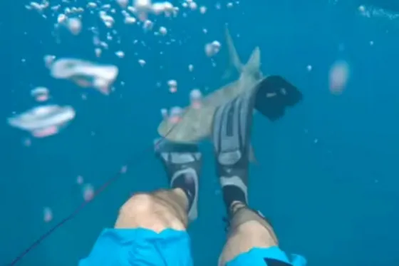 Un hombre graba cómo lo ataca un tiburón. Video