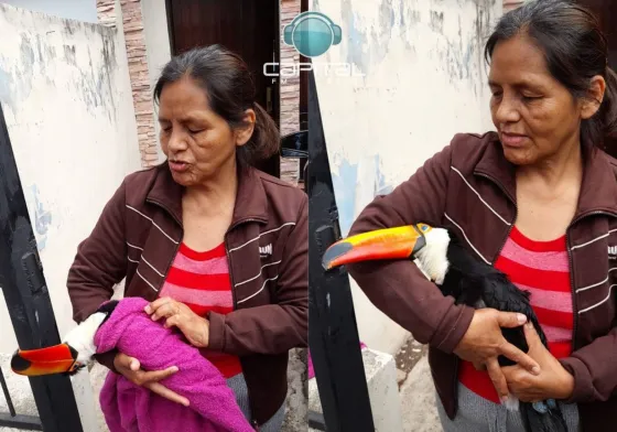 Vecina del B° Tres Cerritos encontró dos tucanes muertos: "Hay que cuidarlos"