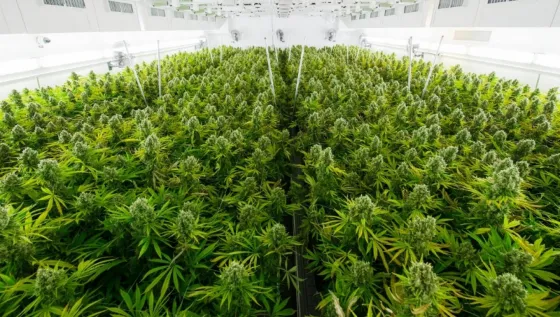 Cultivando Libertad piden igualdades antes la ley y apuntan contra Romero