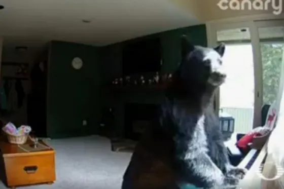 Captan a oso tocando el piano y robando comida de casa. Video