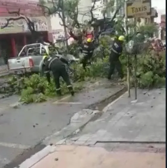 Un árbol cayó sobre una camioneta en el centro salteño