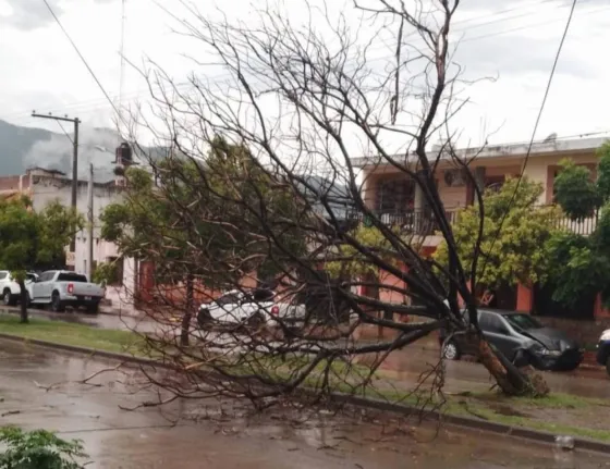 Post tormenta, cedieron árboles y se registraron anegamientos