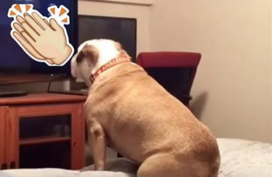 La perra que es furor en las redes. Video