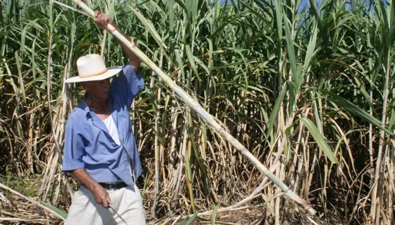 "Es muy insalubre": Piden la jubilación anticipada para trabajadores azucareros