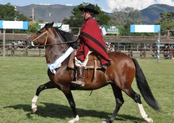 Salta será sede del Concurso Nacional de Caballos Peruanos de Paso
