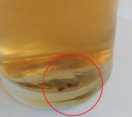 Asqueroso: Denuncian a Cerveza Salta por una cucaracha en uno de sus envases