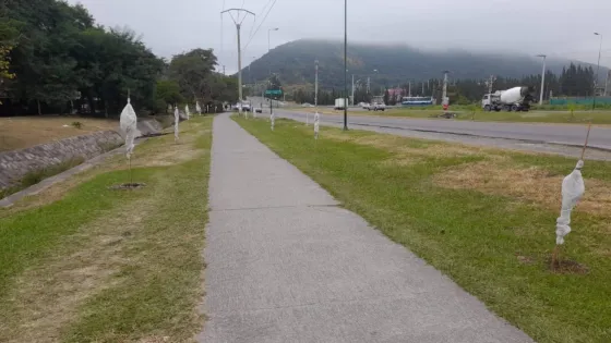 Plantarán dos mil árboles en zona norte