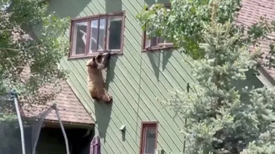 Terror y preocupación por el oso que invade casas y vacía heladeras