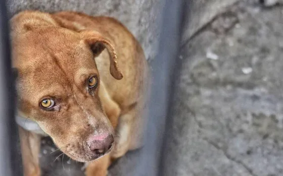 Día Mundial del Perro: por qué se celebra cada 21 de julio