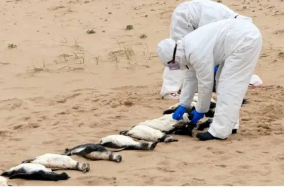 Más de 300 pingüinos aparecieron muertos en la costa uruguaya