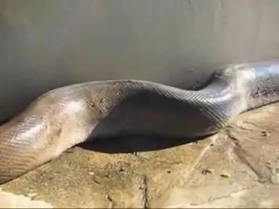 Víboras GIGANTES en Entre Ríos