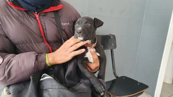 Vacunación antirrábica: visitarán los barrios Scalabrini Ortiz y San Nicolás