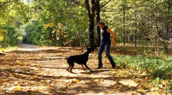 Video: Quería hacer jugar a su perro y confundió un juguete con...