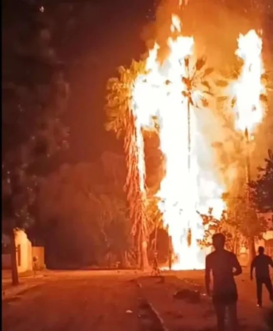 Jóvenes incendiaron palmeras en El Galpón