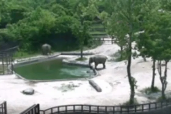 Elefantes salvan a cría de morir ahogada. Video