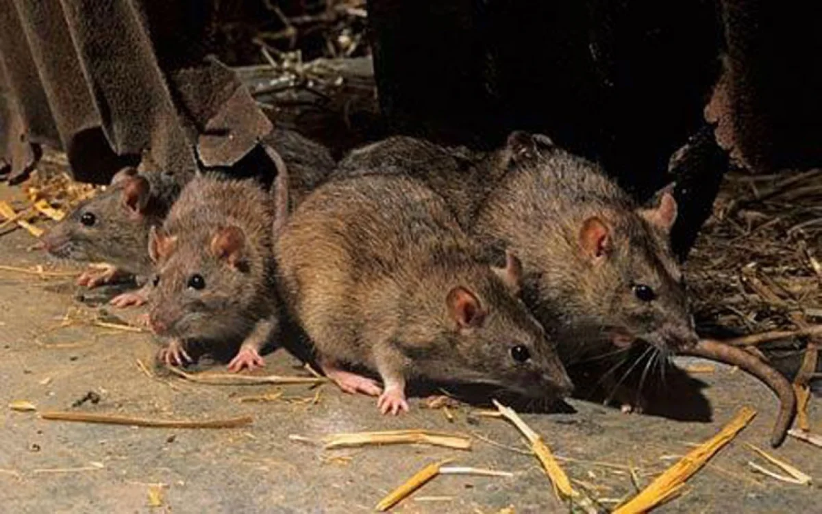 Dos muertes por hantavirus en Orán