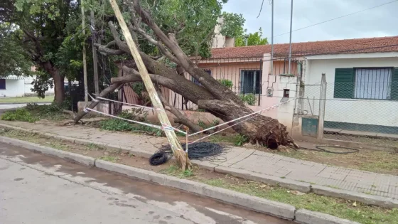 Un árbol cayó sobre una vivienda en Villa Mitre
