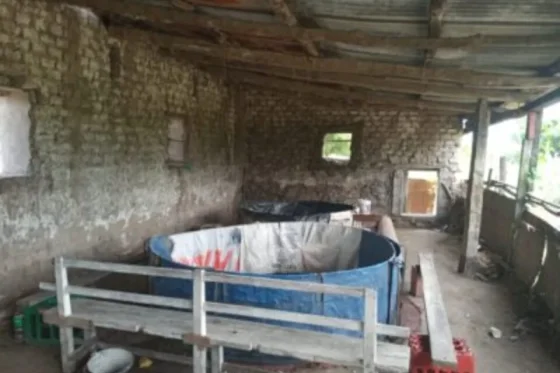 Investigan por maltrato animal a participantes de una riña de gallos