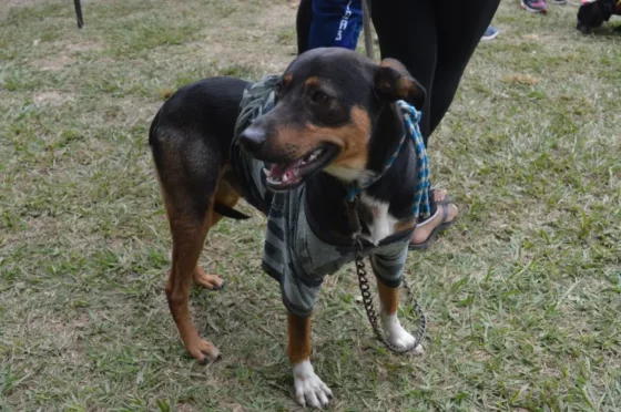 Comienza el servicio de castración y vacunación antirrábica en los CICs