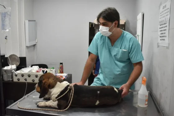 El Hospital Municipal de salud animal atenderá emergencias durante las fiestas