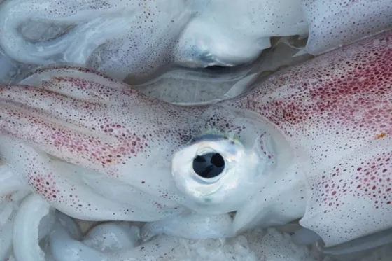 Un “Kraken” ataca a un surfero y lo arrastra al mar. Video