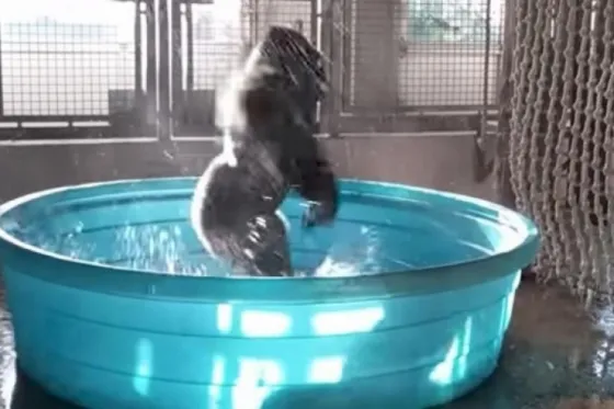 El video del gorila que disfruta bailando en la piscina y que todos quieren ver