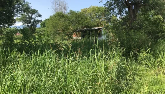 Habrá severas sanciones a los dueños de terrenos baldíos abandonados