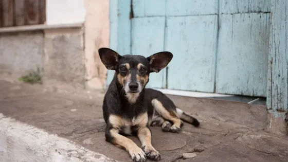 Buscan que animalitos puedan viajar en Saeta
