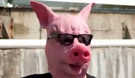 Científicos crean el primer híbrido entre humano y cerdo