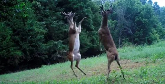 Dos ciervos se pelean como “Rocky”. Video
