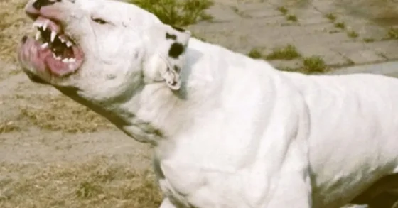 Solicitan juicio para la propietaria de un perro que mató a otro animal