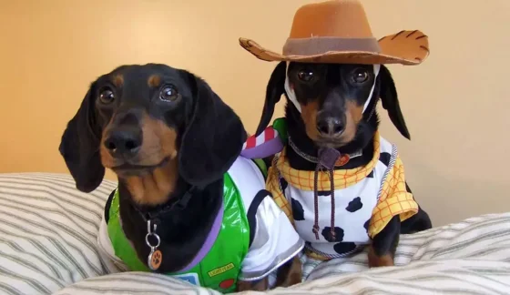 Este sábado se realizará el 4° concurso del perro salchicha