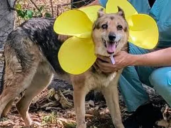 Brindarán cobertura veterinaria gratuita a perros adultos que sean adoptados