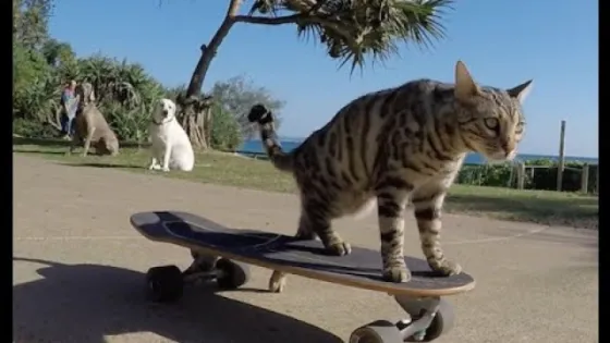 Video viral: el gato skater