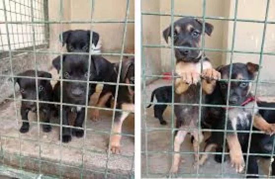 Nueva jornada de adopción en el Alto Noa Shopping