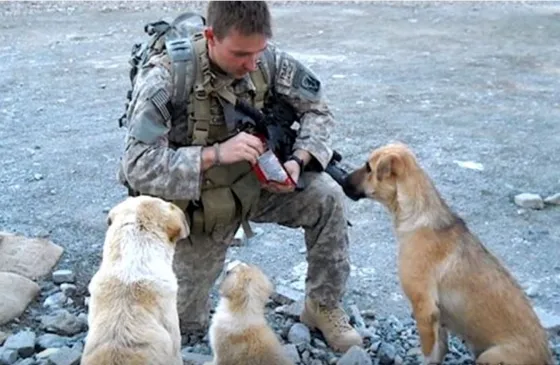 Perros que salvaron vidas humanas. Video