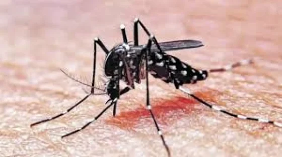 Salud Pública confirma el cuarto caso de dengue