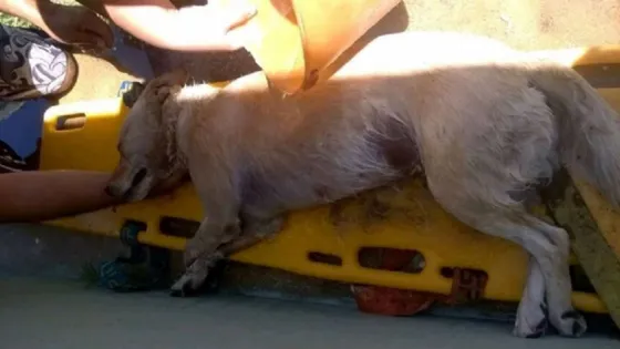 Murió un perro cuyo dueño lo dejó encerrado en el auto para ir a la playa