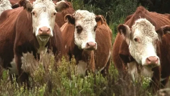 El Gobierno habilitó la exportación de ganado vacuno en pie