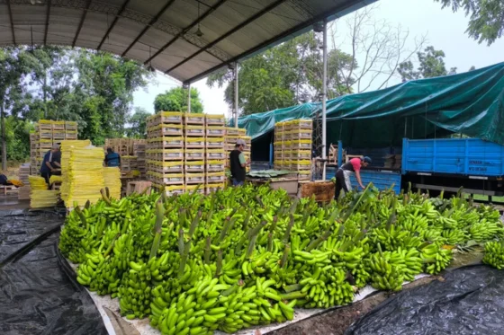 Productores bananeros regalarán la fruta porque no la pueden vender