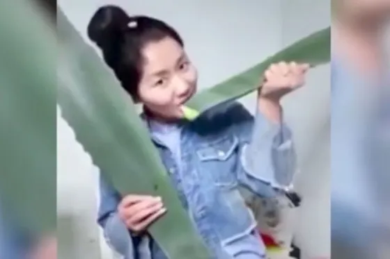 Come una planta durante una transmisión en vivo y descubre que es venenosa. Video